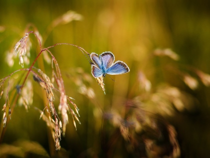Ilustrační obrázek do seznamu nebo pro pouták