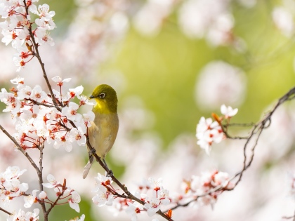 Ilustrační obrázek do seznamu nebo pro pouták