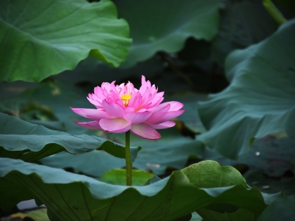 Ilustrační obrázek do seznamu nebo pro pouták