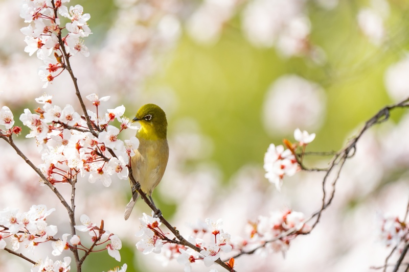 Ilustrační obrázek do seznamu nebo pro pouták